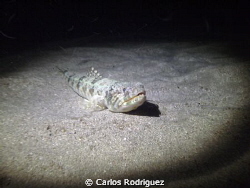 2/202012 Night Dive: Sand Diver in business as usual, dep... by Carlos Rodriguez 